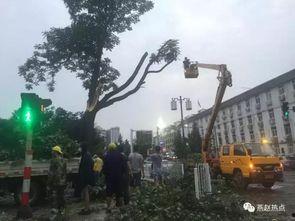 邯郸大树爆料事件视频,揭秘背后真相  第1张